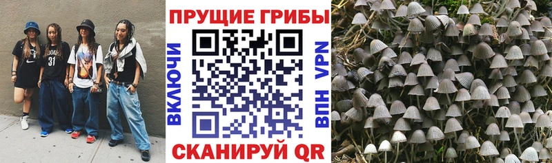 как найти   Котельниково  Галлюциногенные грибы GOLDEN TEACHER 